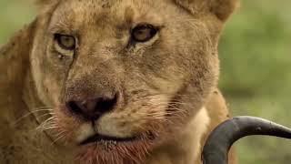 Hyenas vs Lion -  Most Amazing Attack of Animals