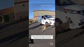 Wallaby Hops Away From Washington Cops #shorts