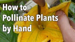 Hand Pollination How to Pollinate Plants by Hand