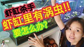 水晶虾杀手！要如何杀死渦蟲水螅蝦缸裡的惡魔--渦蟲、水螅等無脊椎生物How to Kill Planaria and Hydra in Shrimp Tank Use