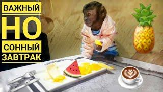 2018.10.27 Capuchin monkey Masyanya. Breakfast monkey. Breakfast Buffet.