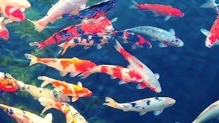 4K Beautiful Relax Music Sleep with Japanese Koi Carp Fish - Meditation Study Music Spa Yoga