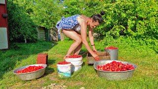 The farmers wife is picking strawberries. Life in the village on a small farm