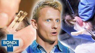 Vet Removes Bunnys Shockingly HUGE Rhino Teeth    Bondi Vet Clips  Bondi Vet