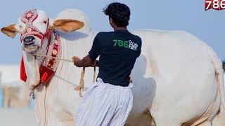 Top White Beauty Bull I 786 Cattle I Gaint Lovers I Most Fantastic I Parrot Studio