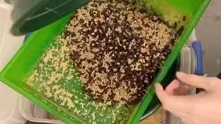 Sifting Darkling Beetles - How to Clean and Maintain your Mealworm Farm