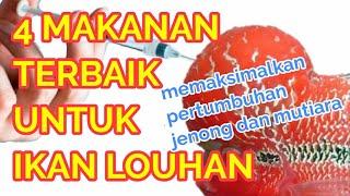 4 Makanan TERBAIK untuk Ikan LOUHAN memaksimalkan pertumbuhan jenong dan mutiara