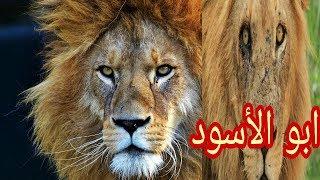 الاسد الملك الملقب بأبو الأسود ملك ملوك الغابات  قاتل وحده عشرات الأسود ولم يهزم الأسد  الكبير