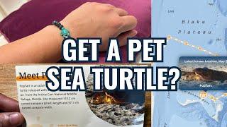 Fahlo Sea Turtle Tracking Bracelet Are They Legit?