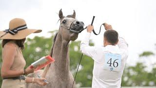 VESUVIO TROPHY 2023 - Discover 3 young Italian breeders