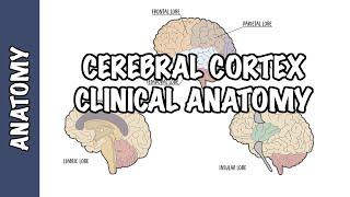 Clinical Anatomy - Cerebral Cortex lobes injury and clinical signs