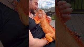 Soulmates  #lizard #reptile #dragon #orange #iguana #pet