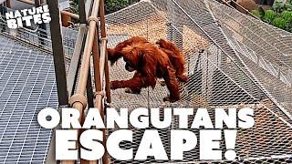 Orangutans ESCAPE Zoo Enclosure  Secret Life of the Zoo  Nature Bites