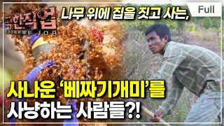 Full 극한직업 - 캄보디아 나무의 선물 개미 사냥과 목청 따기