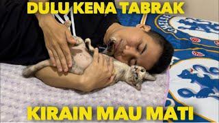 KUCING INI MANJA BANGET DULU PERNAH DI TABRAK MOBIL