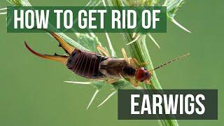 How to Get Rid of Earwigs 4 Easy Steps