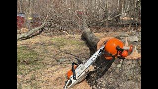 Falling dangerous Dead Trees