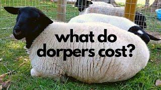 How Much Do Dorper Sheep Cost?