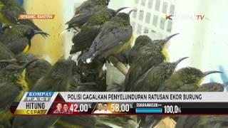 Polisi Gagalkan Penyelundupan Ratusan Ekor Burung