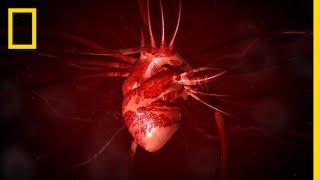 Heart 101  National Geographic