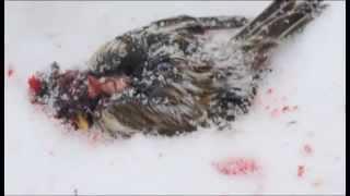 Tit Bird kill and eat redpoll  Murder Tit bird