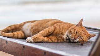 Music for Cats - 12 hour Relaxing Cat Music Playlist Help Cats Sleep and Relax