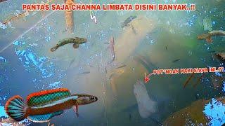 MENYERAMKAN.. Mancing Channa Limbata Ditempat Angker  Sungai Yang Banyak Ikan Channa Limbatanya