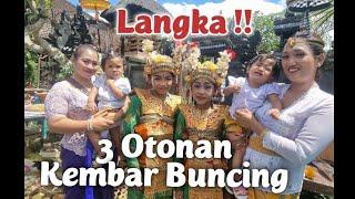 Langka‼️Tiga Otonan Kembar Buncing & Mepetika Bali  IQ8 CHANNEL 