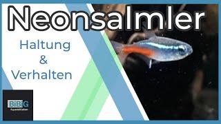 Der Neonsalmler - Paracheirodon innesi  Wie man ihn hält damit er sich wohl fühlt  BiBiG