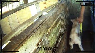Videos show brutal methods of slaughtering livestock
