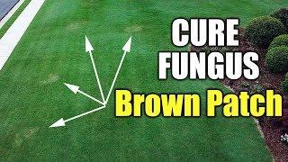 Lawn Fungus Cure - Brown Patch and Dollar Spot