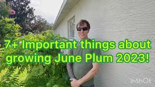 7+ Important things about Growing June Plum 2023