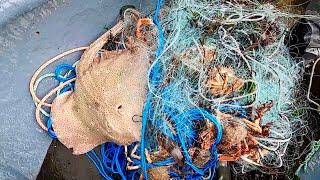 Giant Ray & Spider Crab Netting - Commercially Net Fishing for Big Crab