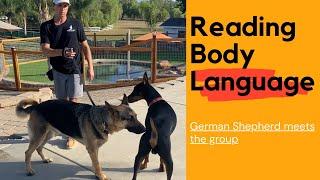 Large German Shepherd meets Prince and learn about body language.