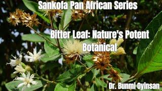 Unlock the Healing Powers of Bitter leaf #BitterLeaf #HerbalRemedies #AfricanMedicine