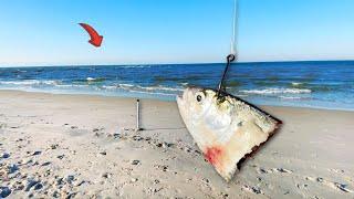 Tossing HUGE Cut Bait Off the Beach Gets CRAZY