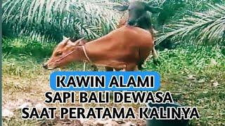 PROSES KAWIN ALAMI SAPI BALI DEWASA SAAT PERTAMA KALI NYA KIRA-KIRA BISA JADI GAK YA? 03-11-2023