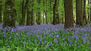 Forest Birdsong Nature Sounds-Relaxing Woodland Bluebells Bird Sounds-Meadow Ambience Birds Singing