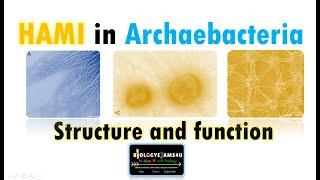 Hami and Its Role in Archaebacterial Cell Communication Adhesion and Survival.