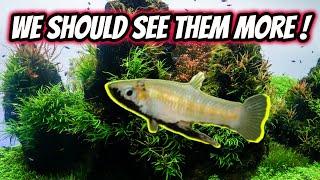 Top 5 Underrated Livebearers in the Aquarium Hobby