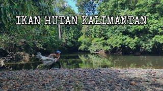 JALA IKAN SAMPE EMBER PENUH‼️INDAHNYA HUTAN KALIMANTAN 