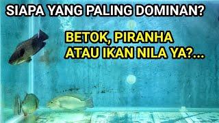 PERCOBAAN GABUNG IKAN BETOK PIRANHA DAN IKAN NILA GALAK