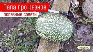 Папа про разное