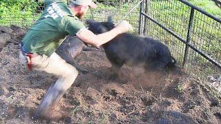 This Big Boar Tried to Eat Me