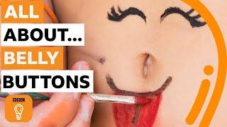 Why your belly button is amazing  BBC Ideas