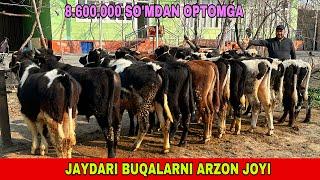 JAYDARI BUQALARNI ARZON JOYI 99.933.19.44  88.597.80.60 ARZONCHI UKAMIZDA