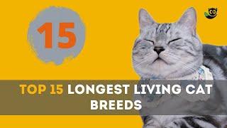 Pawsome Discover the Top 15 Longest Living Cat Breeds