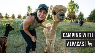 Camping at an Alpaca Farm in Montana Feeding Alpacas + seeing a newborn