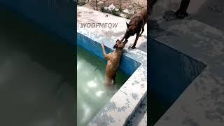 Smart dog saves best friend From Drowning #shepherd #dogtraining #belgianmalinois