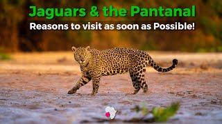 Reasons to visit the Pantanal for Jaguars